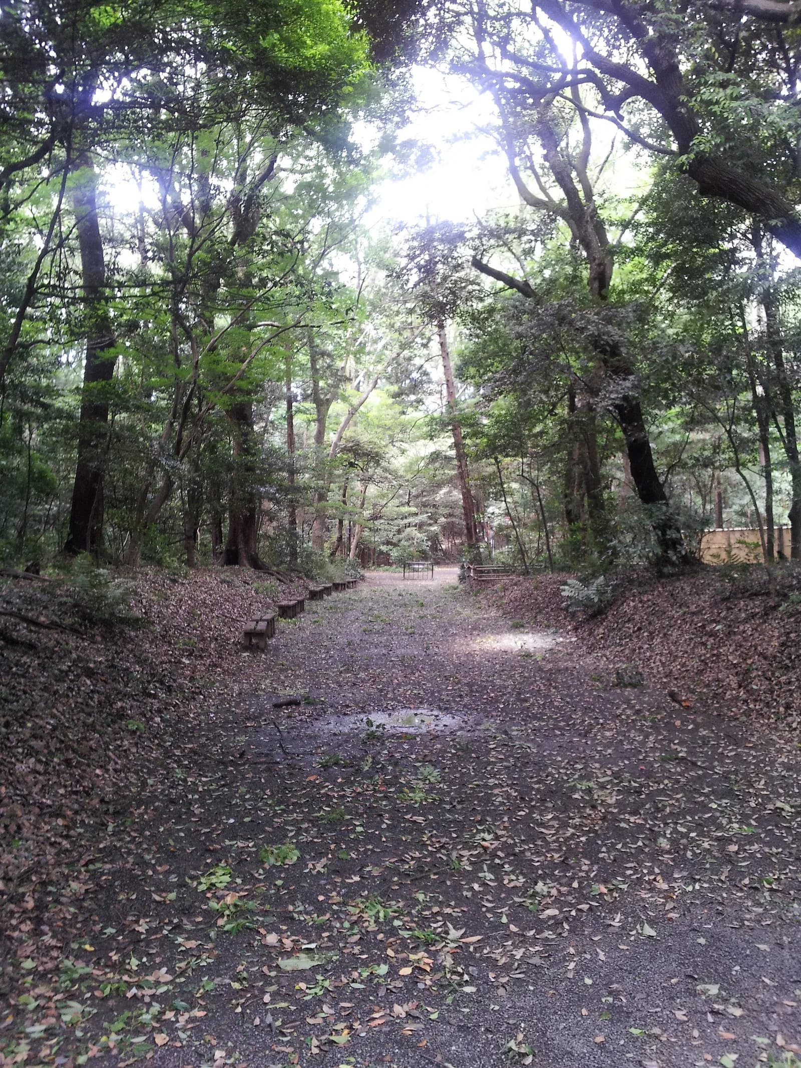 Meiji Jingū, archival photograph (2012-06-20)