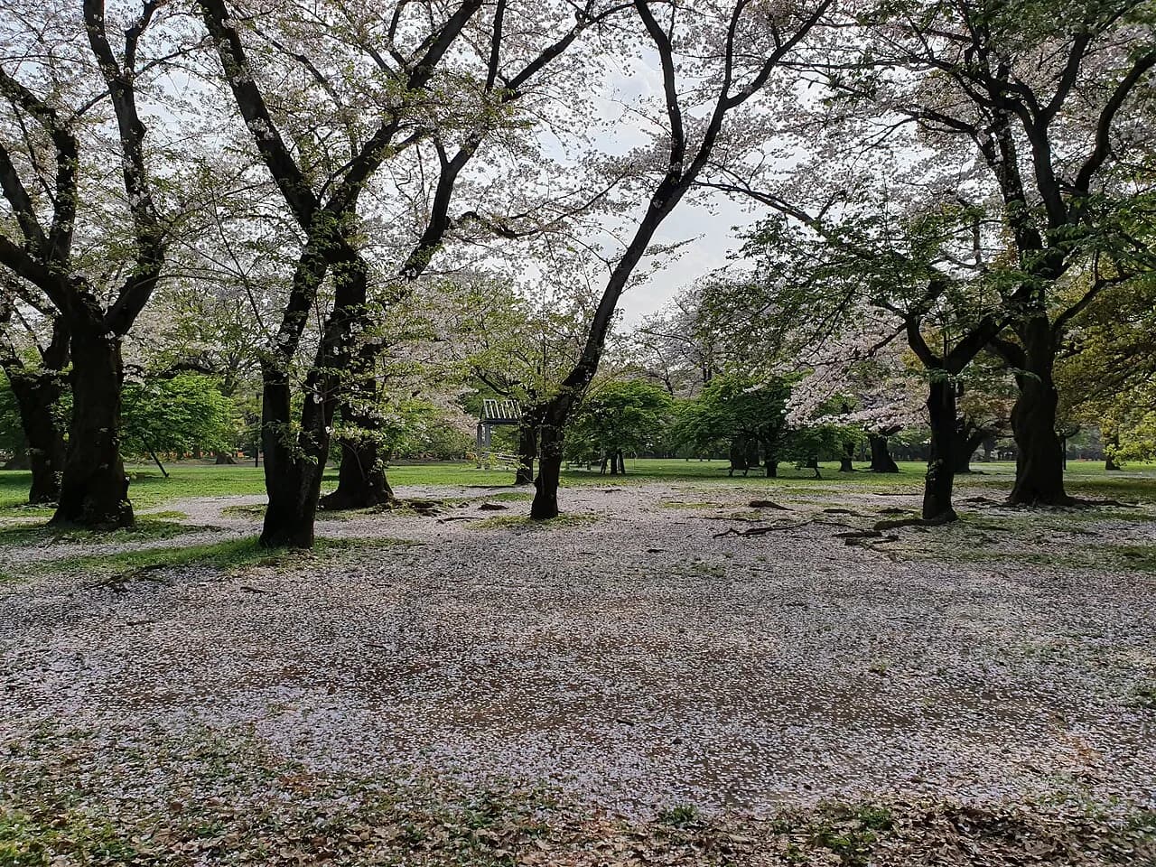 Archival photograph of Yoyogi Park, Tokyo (2021)