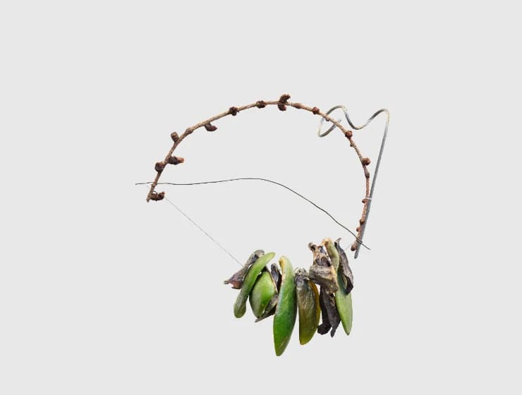 Cecilia Vicuña’s Foraging Quipu, an arrangement of twigs and leaves; publicity photograph taken at IMMA in 2025.