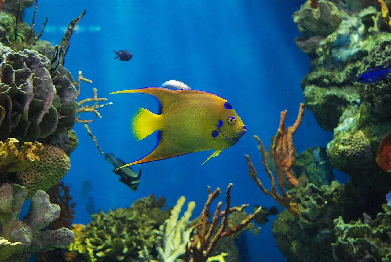 Archival photograph of L'Aquàrium de Barcelona, Barcelona (2009)