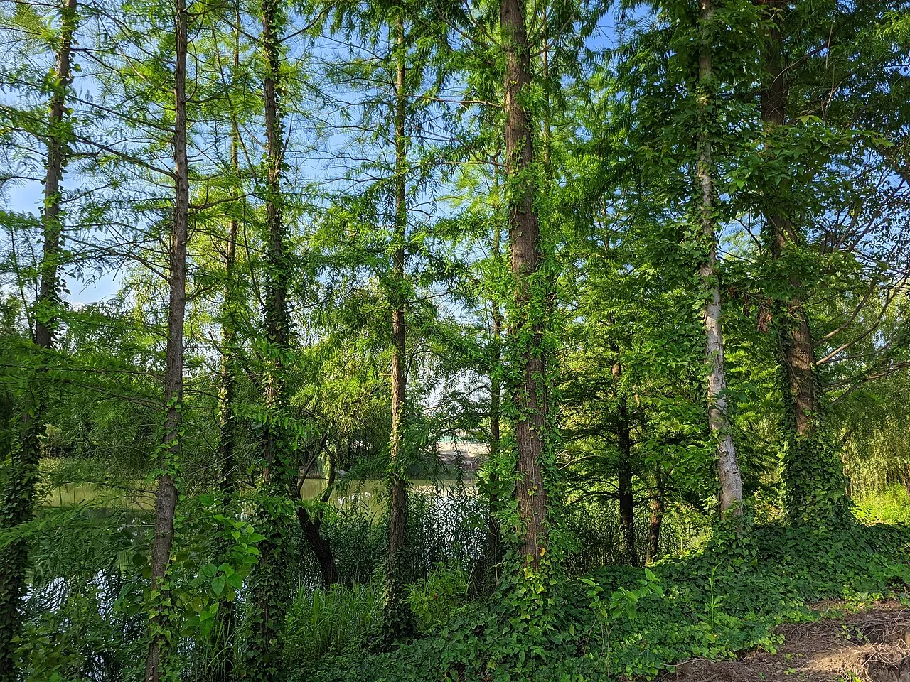 Archival photograph of Gucun Park, Shanghai (2021)