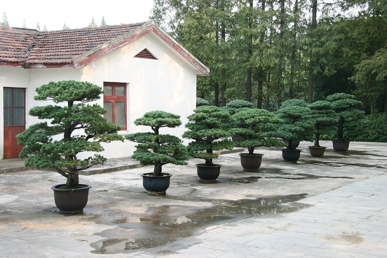 Archival photograph of Shanghai Botanical Garden, Shanghai (2006)