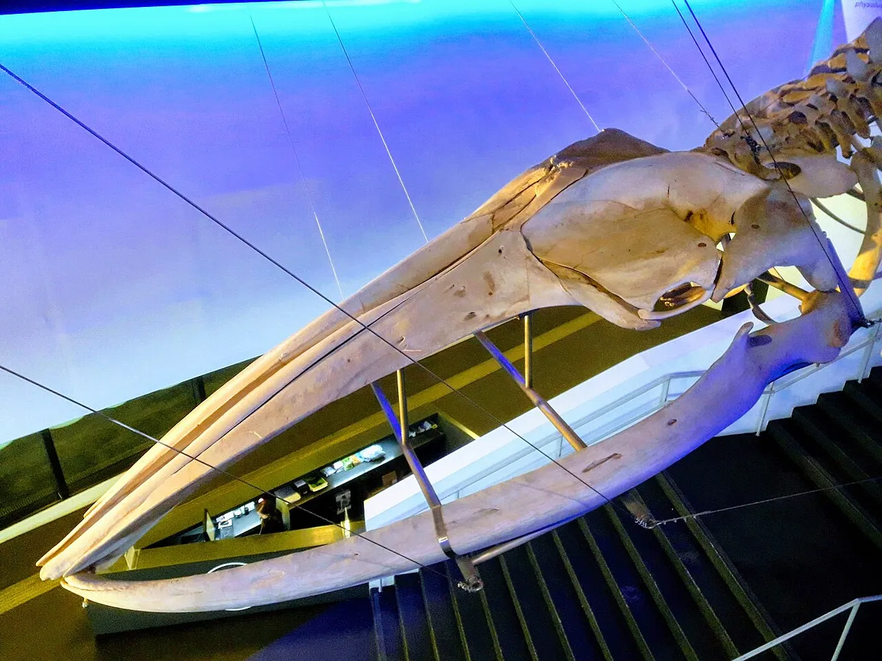Archival photograph of Museu de Ciències Naturals de Barcelona, Fòrum, Barcelona (2019)