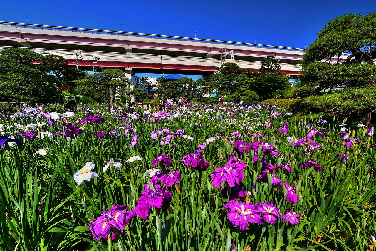 Archival photograph of Horikiri Iris Garden, Tokyo (2014)