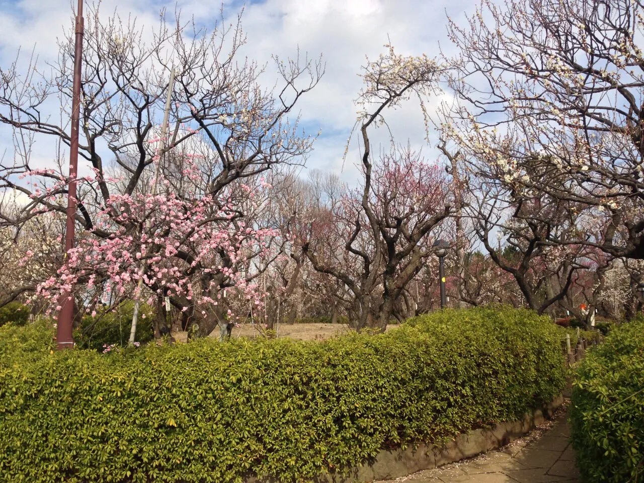 Archival photograph of Hanegi Park, Tokyo (2014)