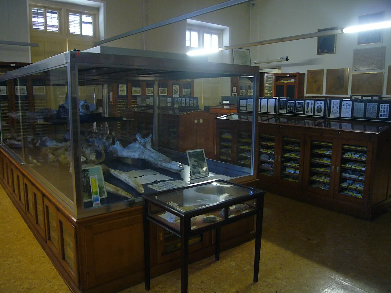 Fotografía de archivo: Museo Geológico del Seminario de Barcelona