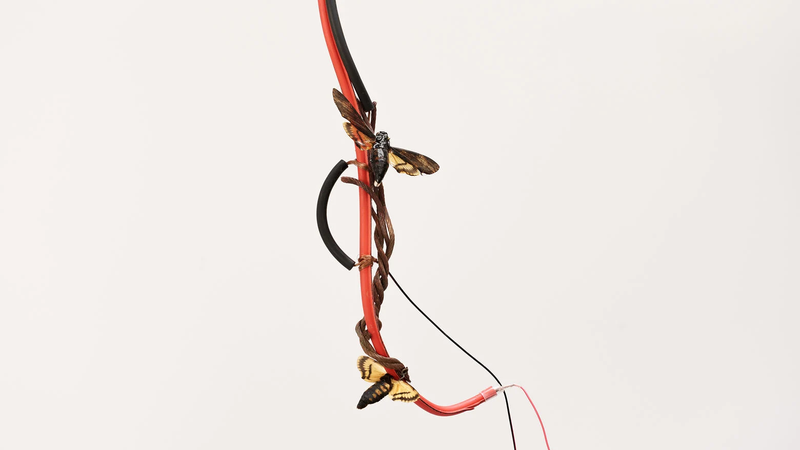 Vibeke Mascini’s sculptural work with cables and moths, the Hammer Projects publicity image.