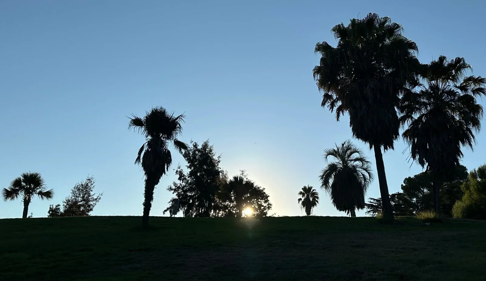 Chavez Ravine Arboretum: palm trees silhouetted against the evening sky in the arboretum