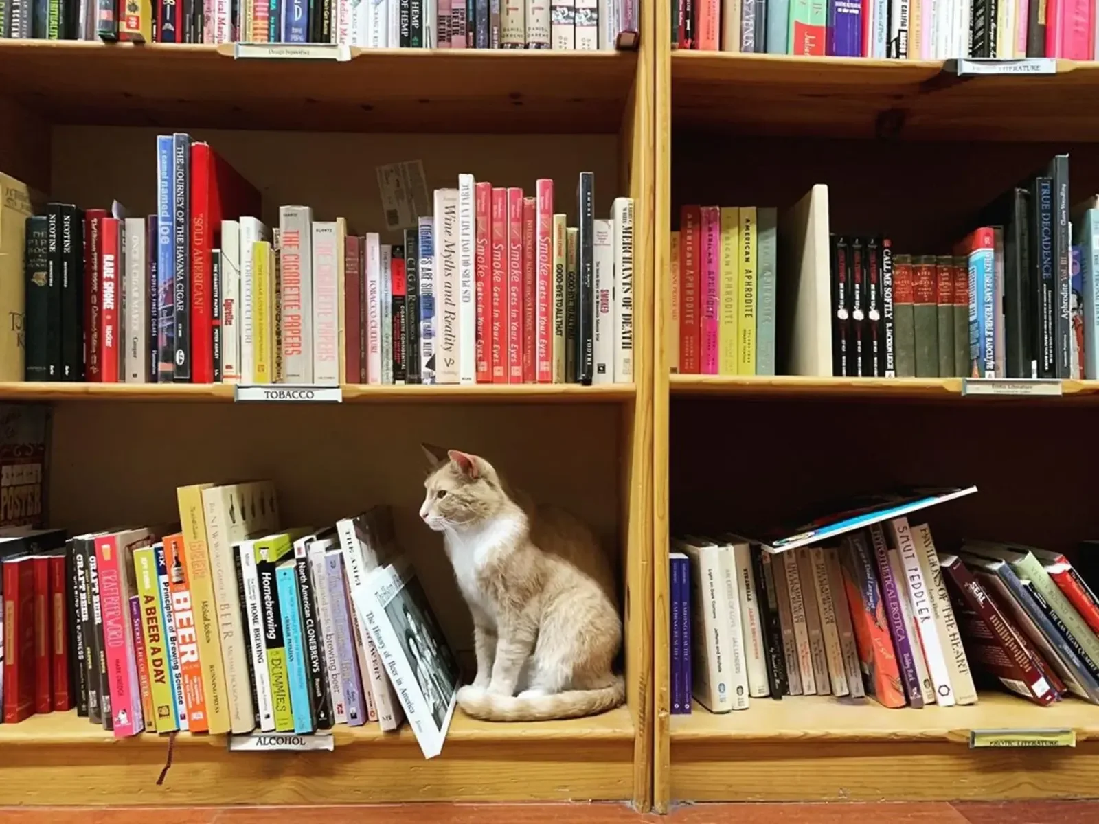 A cat resting among the bookshop shelves at The Iliad Bookshop