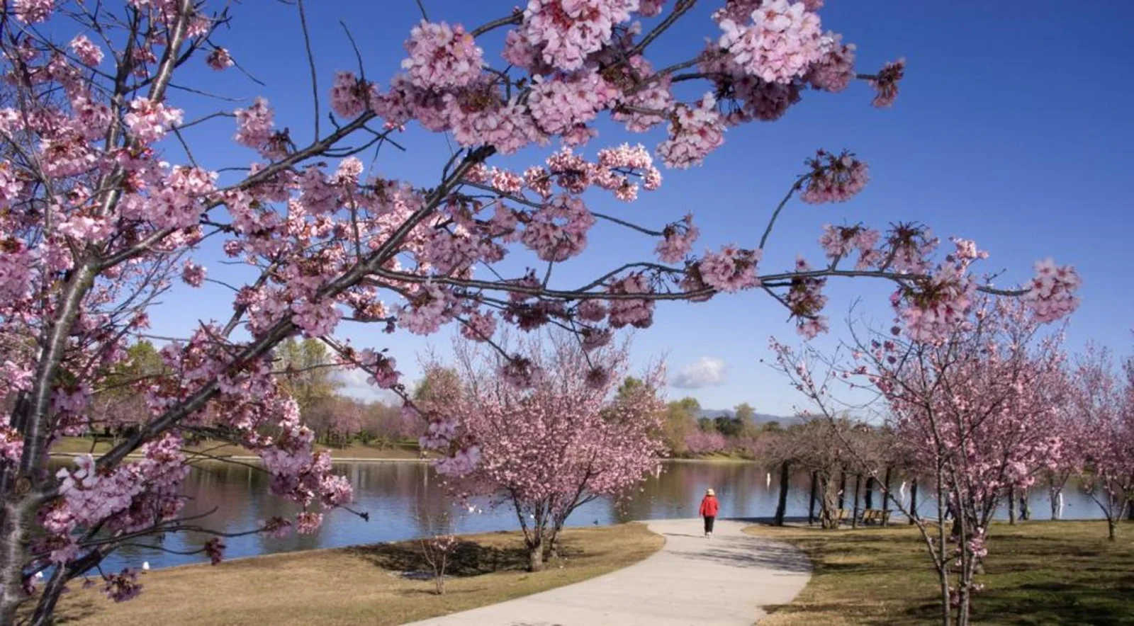 Flowering trees beside the lake and a winding path at Lake Balboa, Anthony C. Beilenson Park