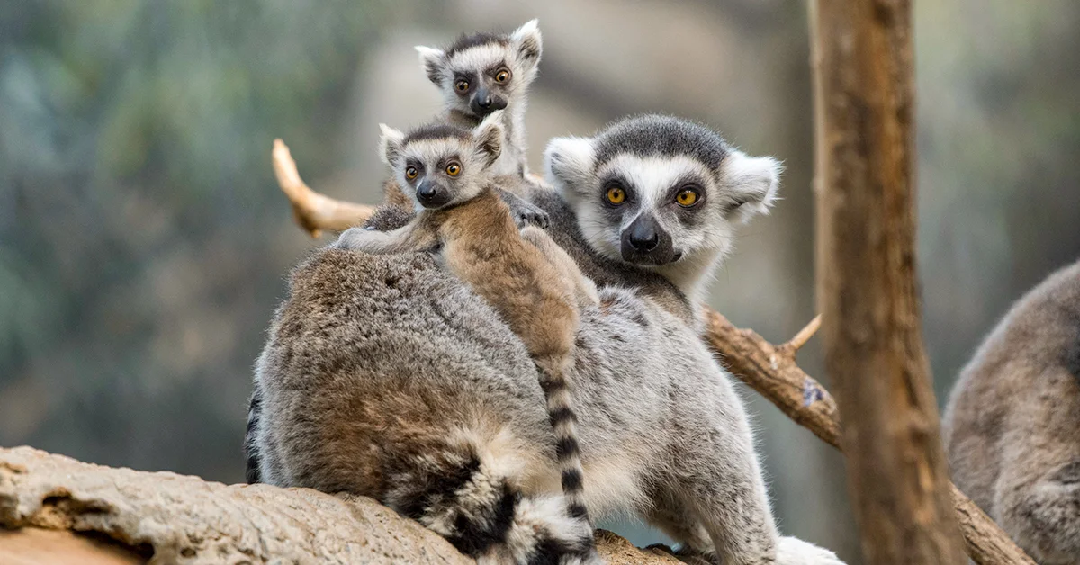 Ring-tailed lemurs resting together at Bronx Zoo