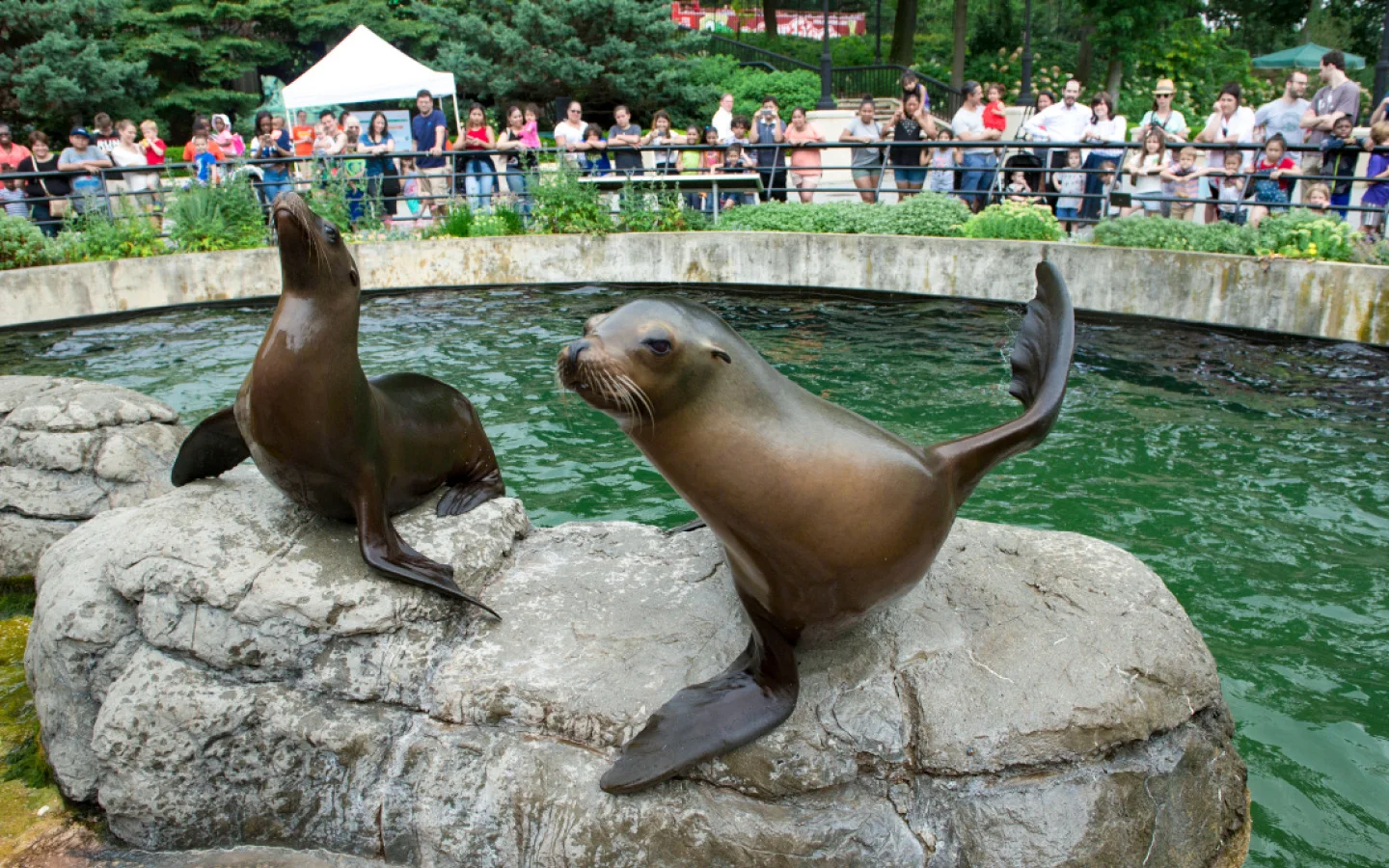 Prospect Park Zoo: sea lions in the zoo habitat