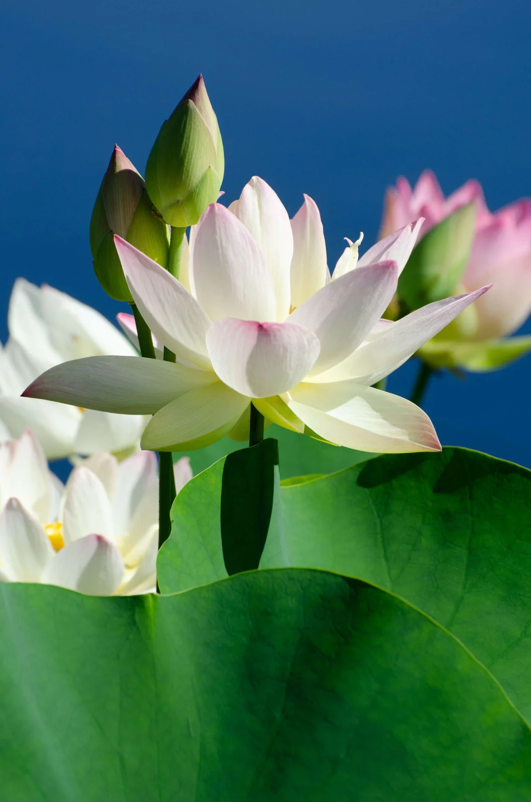 Water lilies in bloom at Wave Hill