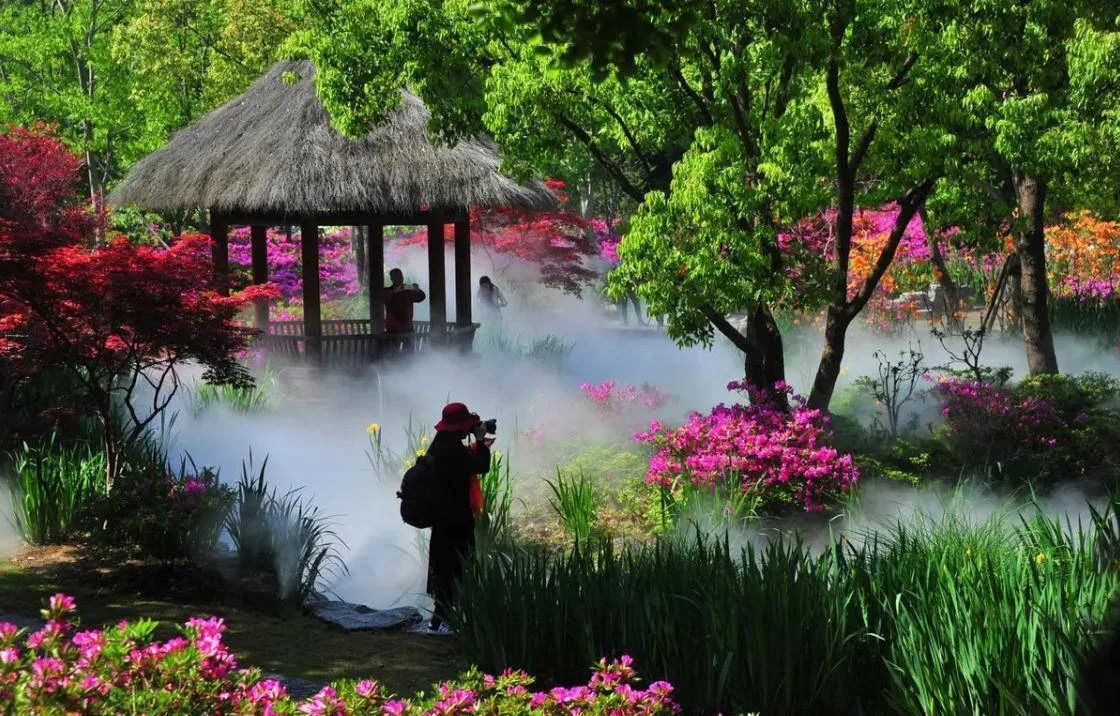 Binjiang Forest Park: flowering trees and a garden pavilion surrounded by mist