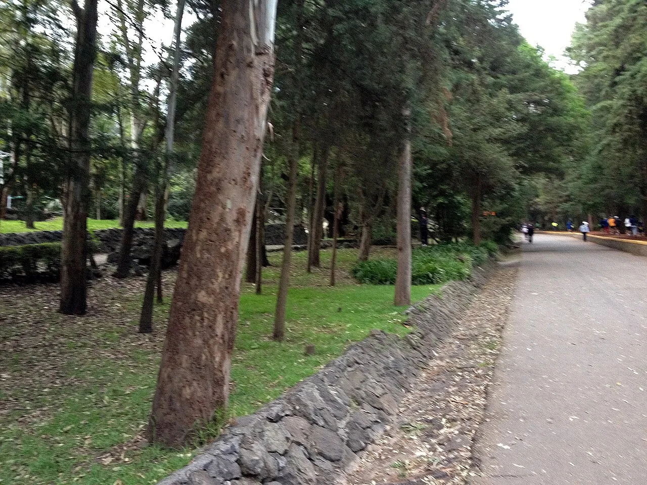 Vista de Bosque de Tlalpan (2012)