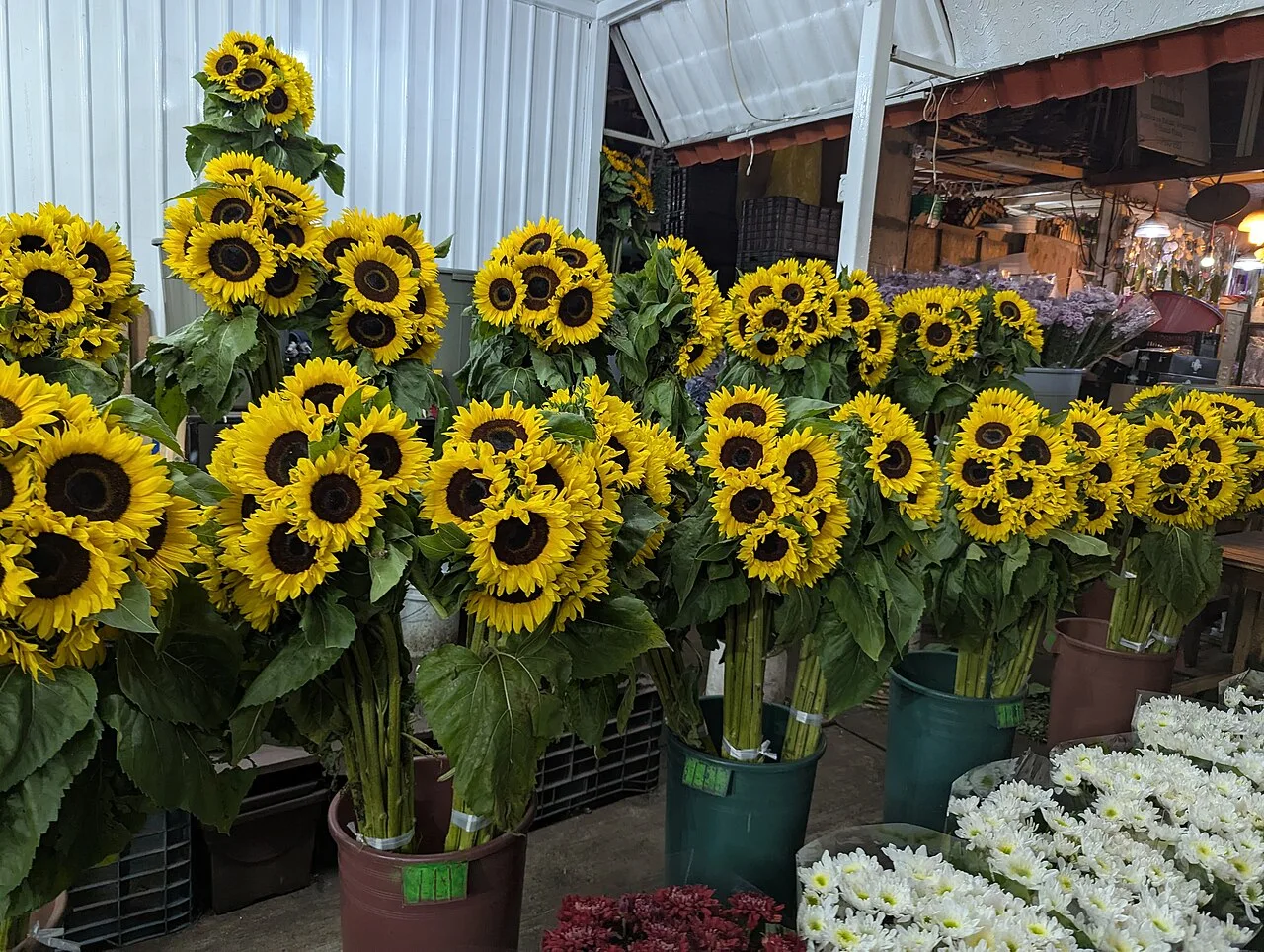 Escena en Mercado Jamaica (2025)
