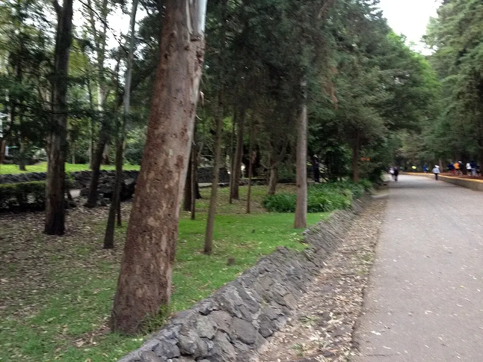 Vista de Bosque de Tlalpan (2012)